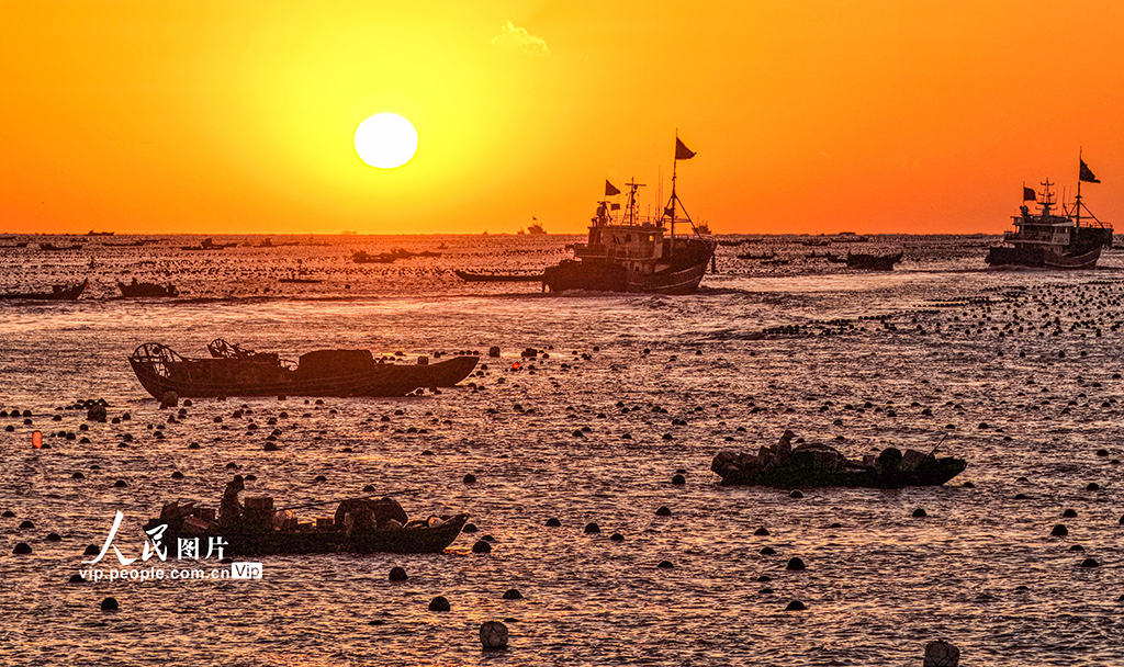 山東榮成:1200萬頭鮑魚南下“越冬”【4】