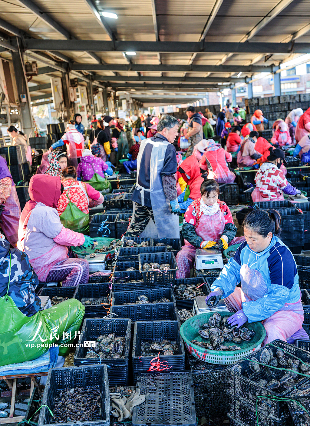 山東榮成:1200萬頭鮑魚南下“越冬”【2】