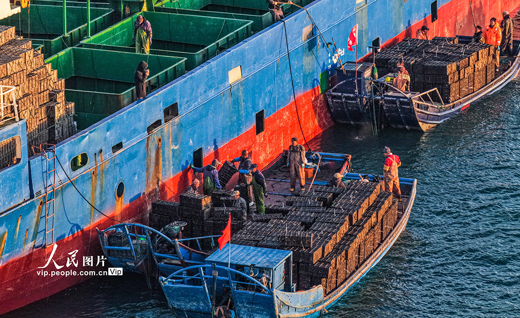 山東榮成:1200萬頭鮑魚南下“越冬”【5】