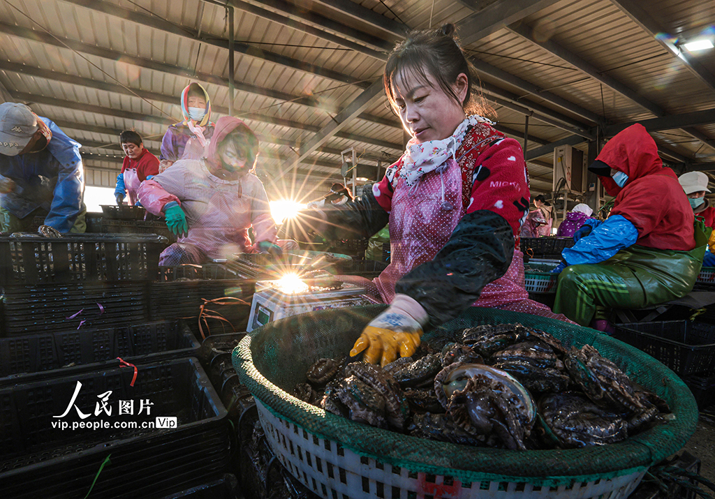 山東榮成：1200萬頭鮑魚南下“越冬”【6】