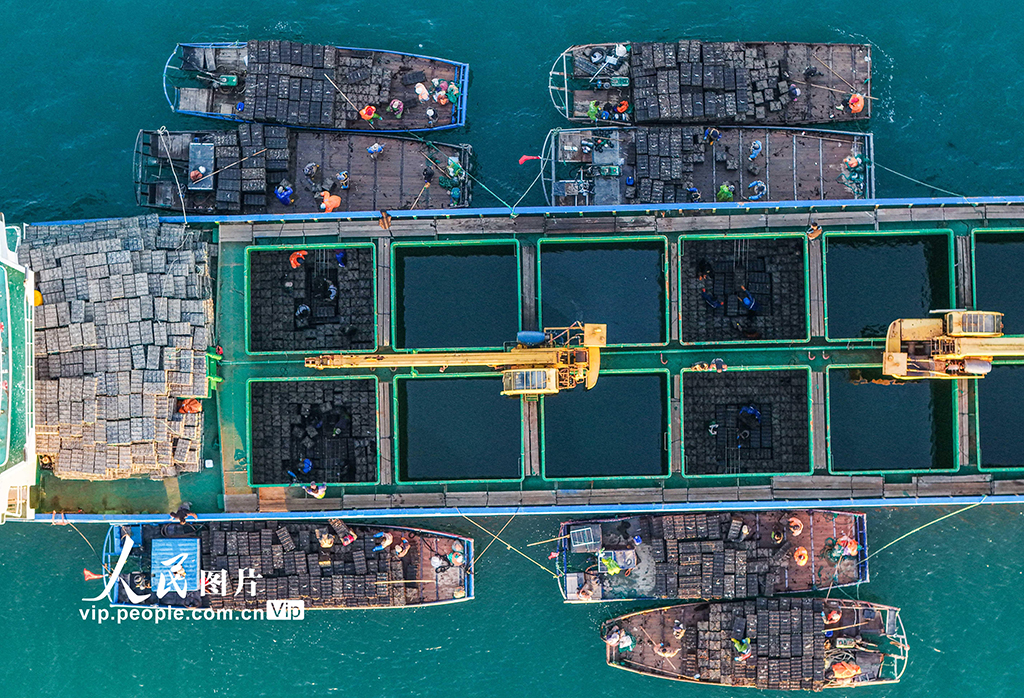 山東榮成：1200萬頭鮑魚南下“越冬”【7】