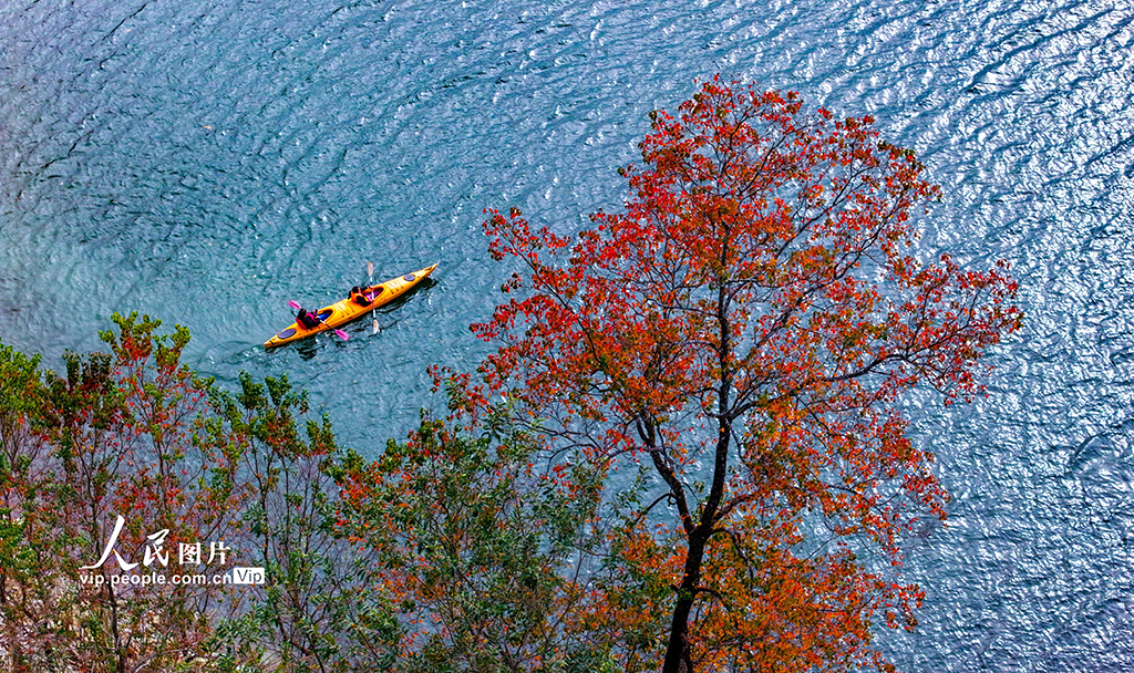 千島湖又迎一年紅葉季【2】