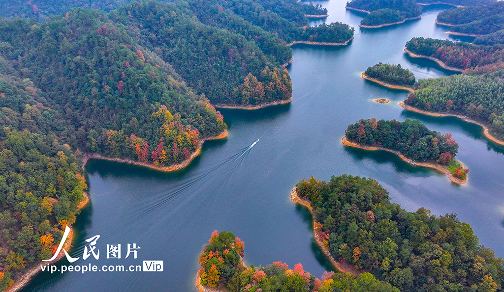 千島湖又迎一年紅葉季【3】