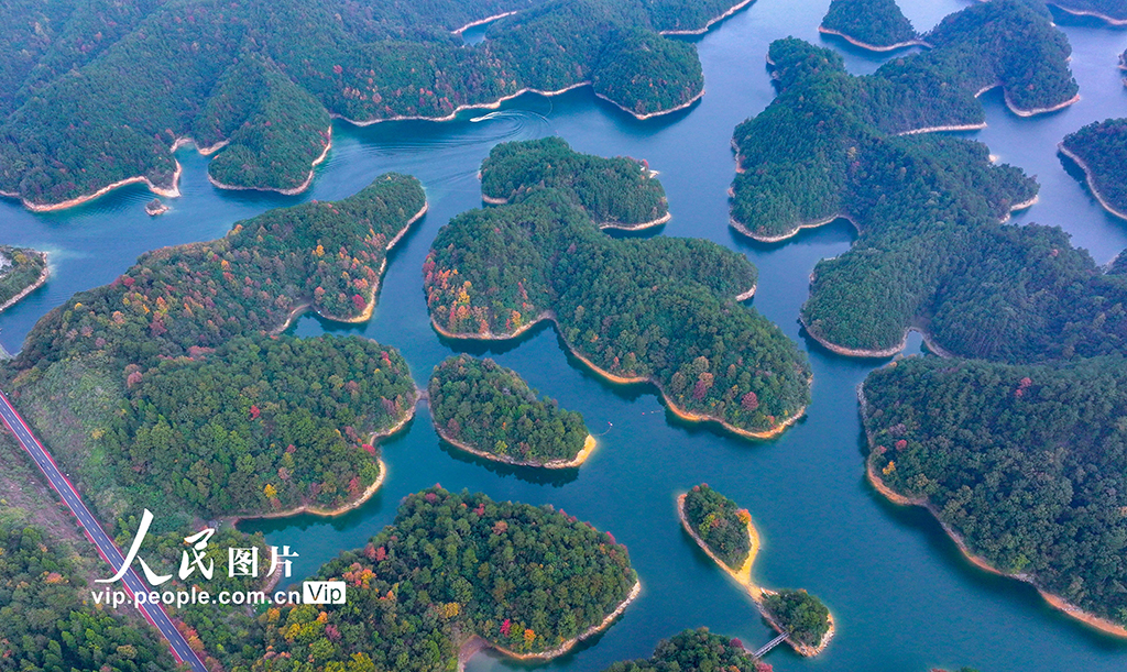 千島湖又迎一年紅葉季【4】