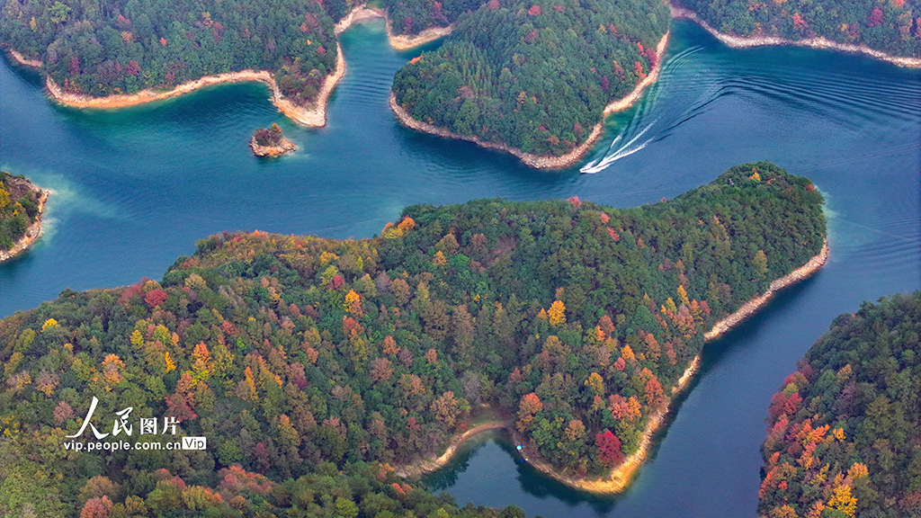 千島湖又迎一年紅葉季【5】