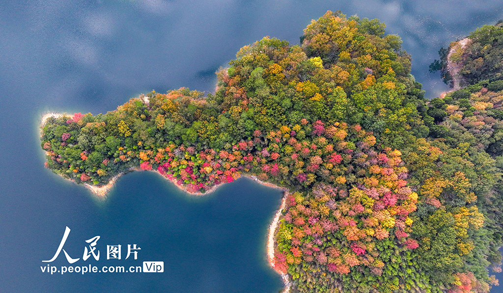 千島湖又迎一年紅葉季【6】