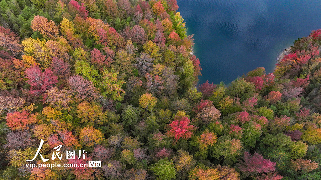 千島湖又迎一年紅葉季【7】