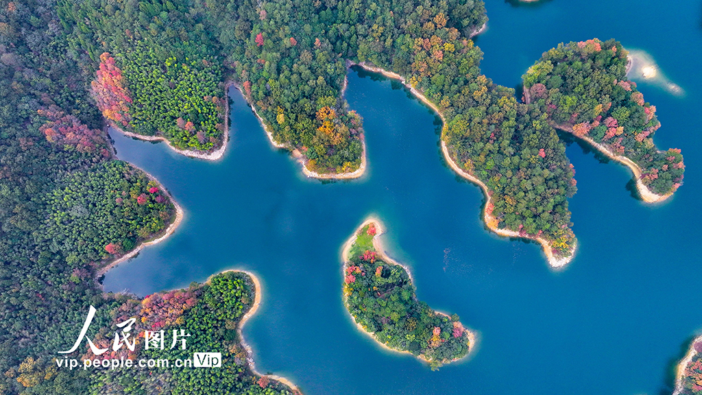 千島湖又迎一年紅葉季【8】