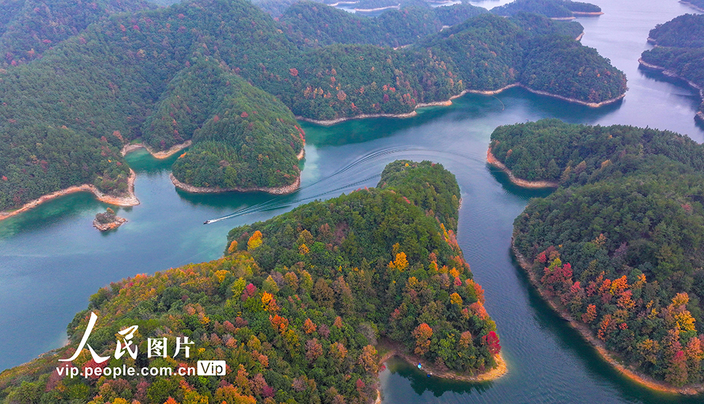 千島湖又迎一年紅葉季【9】