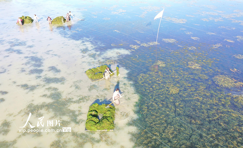 收獲伊樂藻【3】