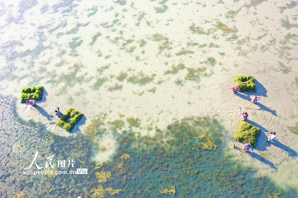 收獲伊樂藻【4】