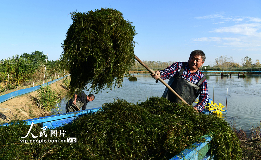 收獲伊樂藻【5】