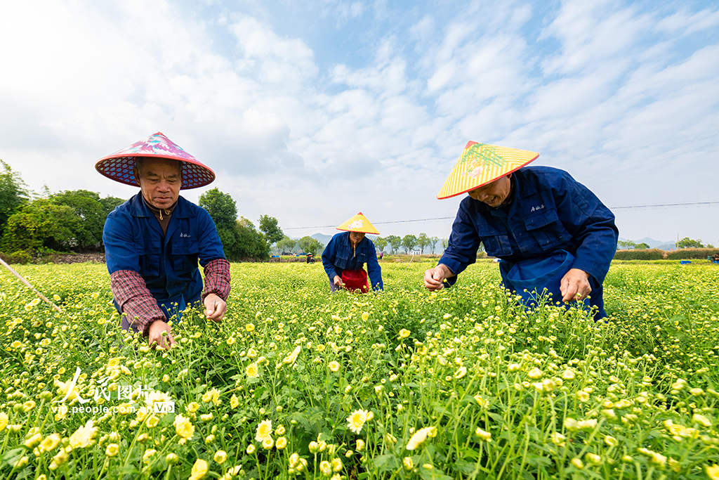 浙江武義：采收杭白菊