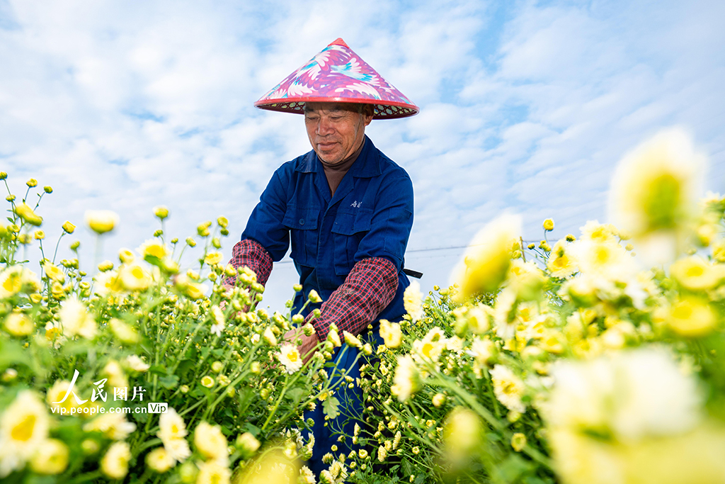 浙江武義:采收杭白菊【2】