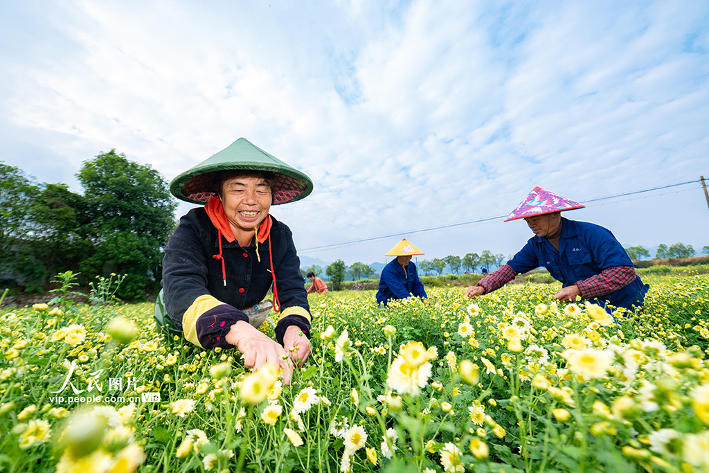 浙江武義:采收杭白菊【3】