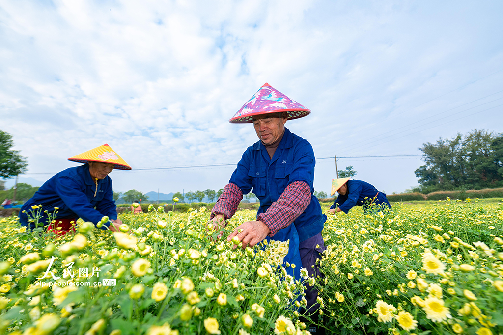 浙江武義:采收杭白菊【4】