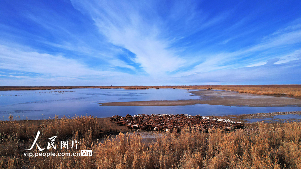 新疆福海：烏倫古湖國家濕地公園深秋美如畫