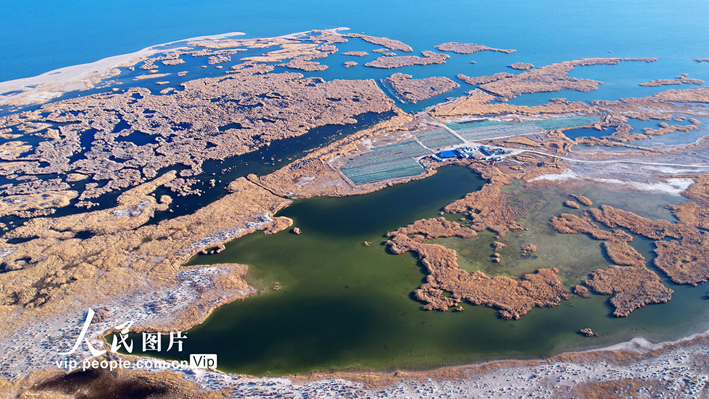 新疆福海:烏倫古湖國家濕地公園深秋美如畫【3】