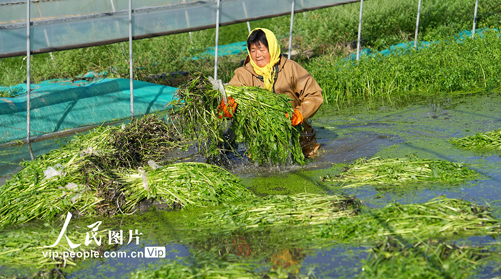 江蘇海安：采收水芹菜