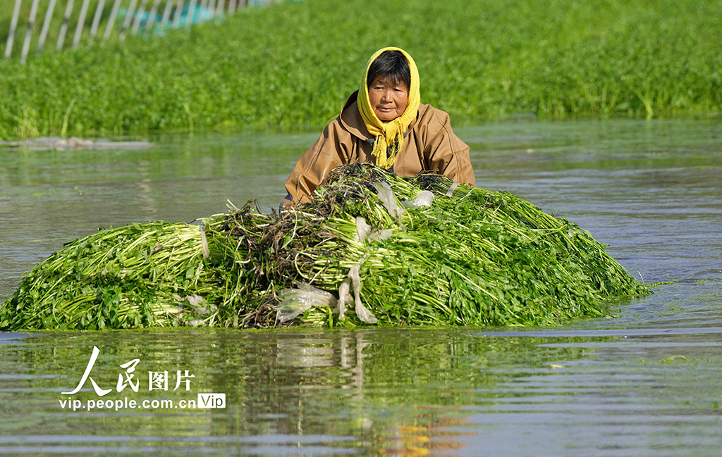 江蘇海安：采收水芹菜【2】