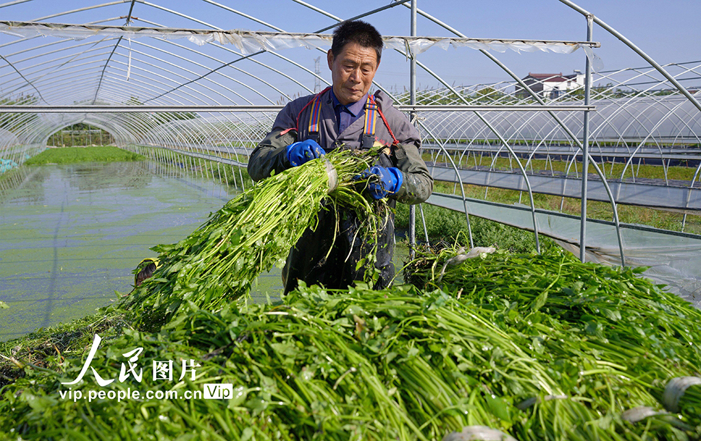 江蘇海安：采收水芹菜【3】