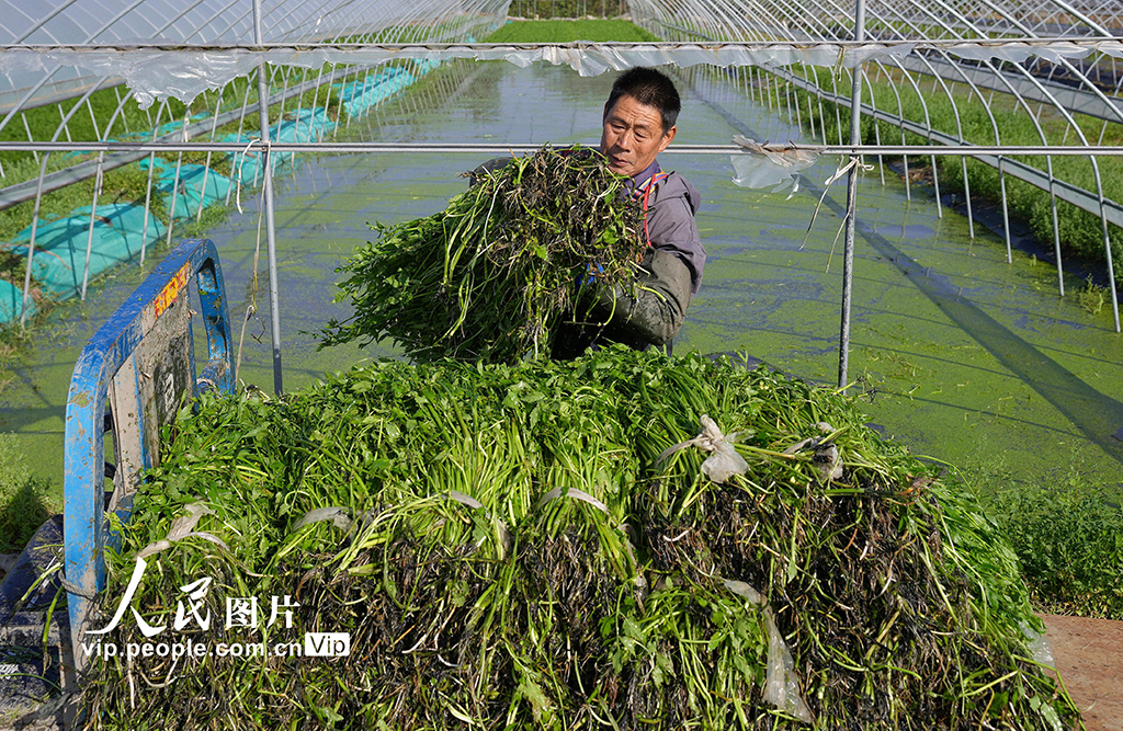 江蘇海安:采收水芹菜【4】