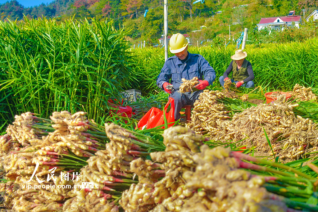 安徽岳西：小黃姜 喜豐收