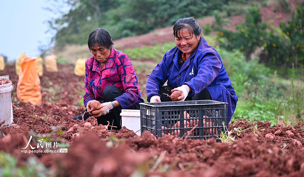 四川仁壽：紫薯喜豐收