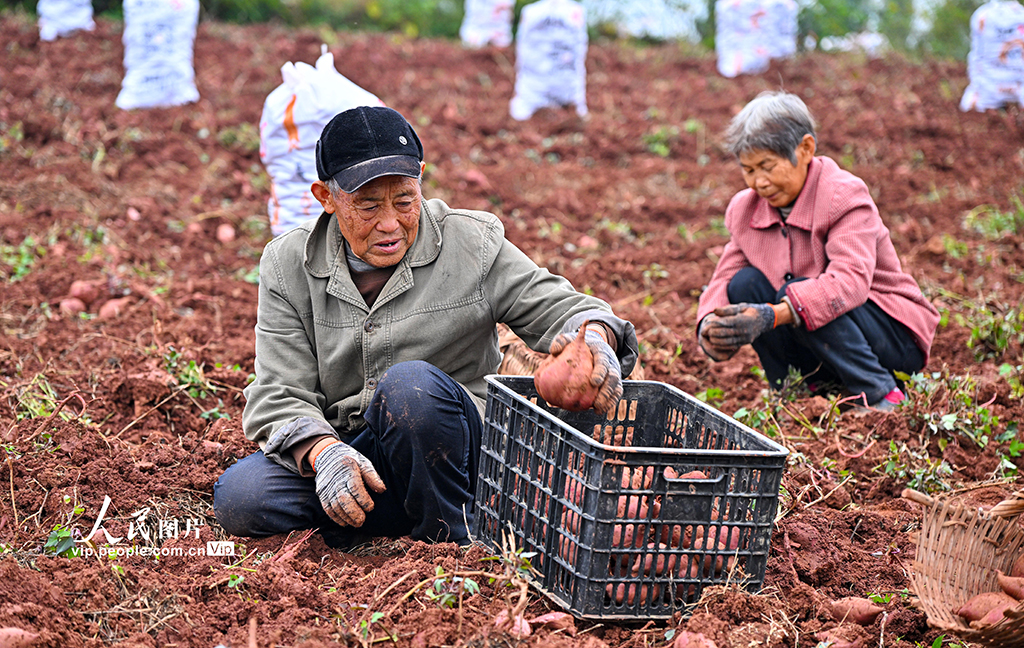 四川仁壽：紫薯喜豐收【4】