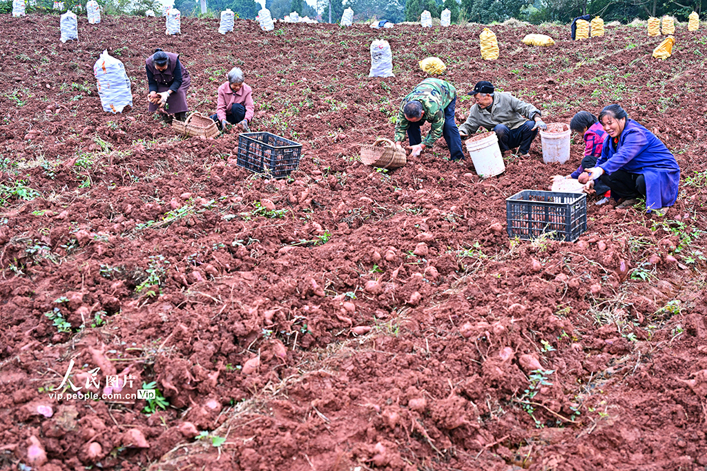 四川仁壽：紫薯喜豐收【5】