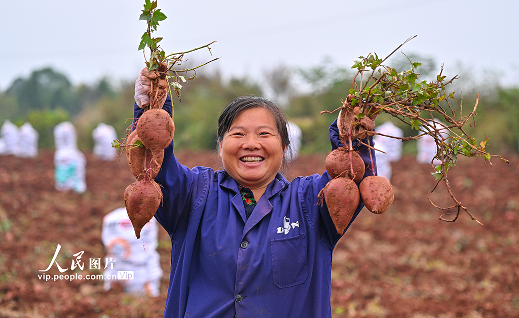 四川仁壽：紫薯喜豐收【3】