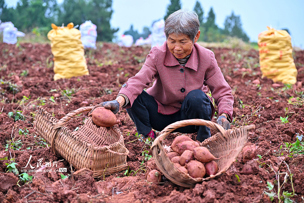 四川仁壽:紫薯喜豐收【2】