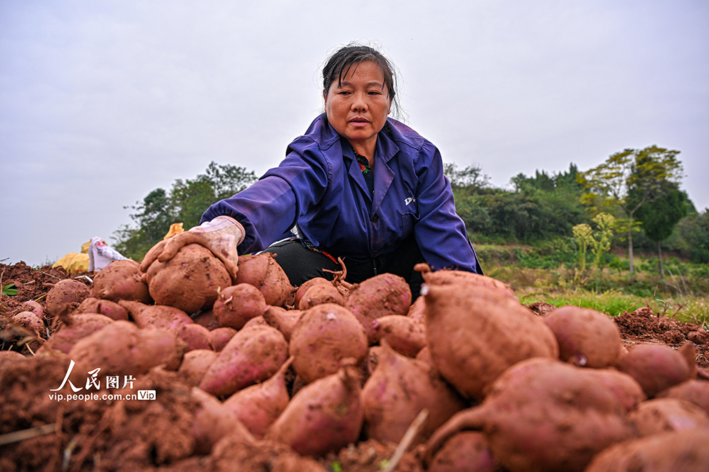 四川仁壽：紫薯喜豐收【6】