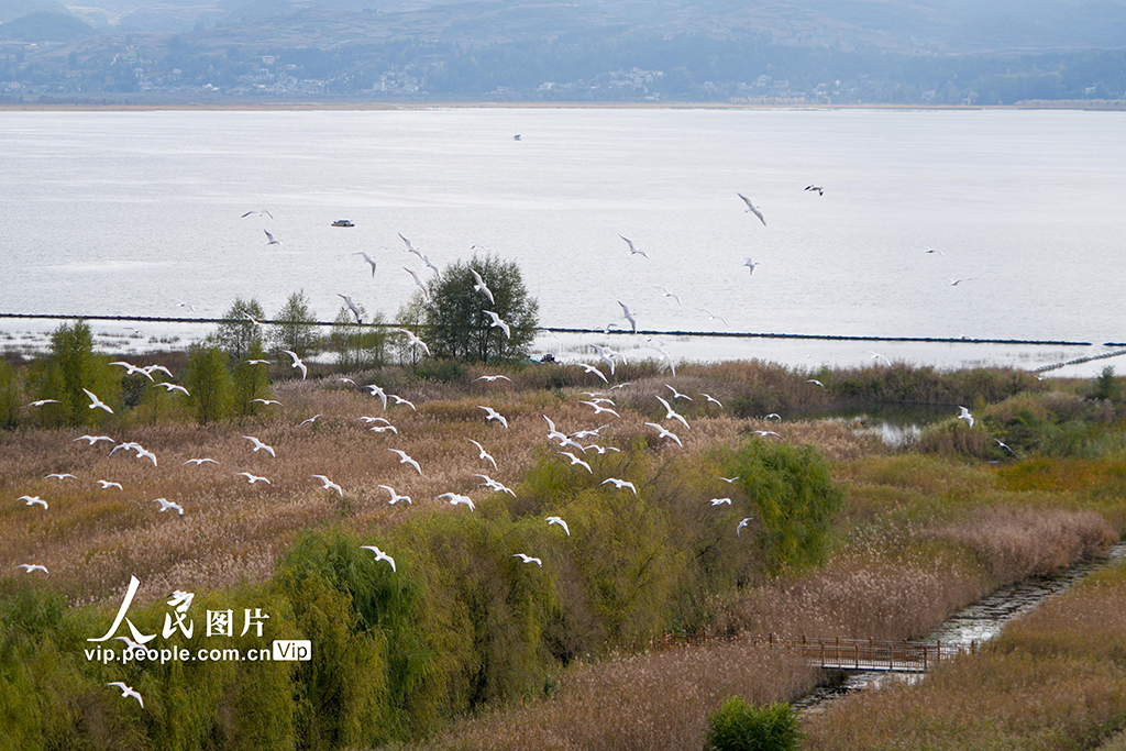 貴州威寧：大批紅嘴鷗飛抵草海國家級自然保護區【4】