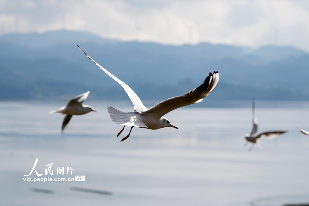 貴州威寧：大批紅嘴鷗飛抵草海國家級自然保護區【3】