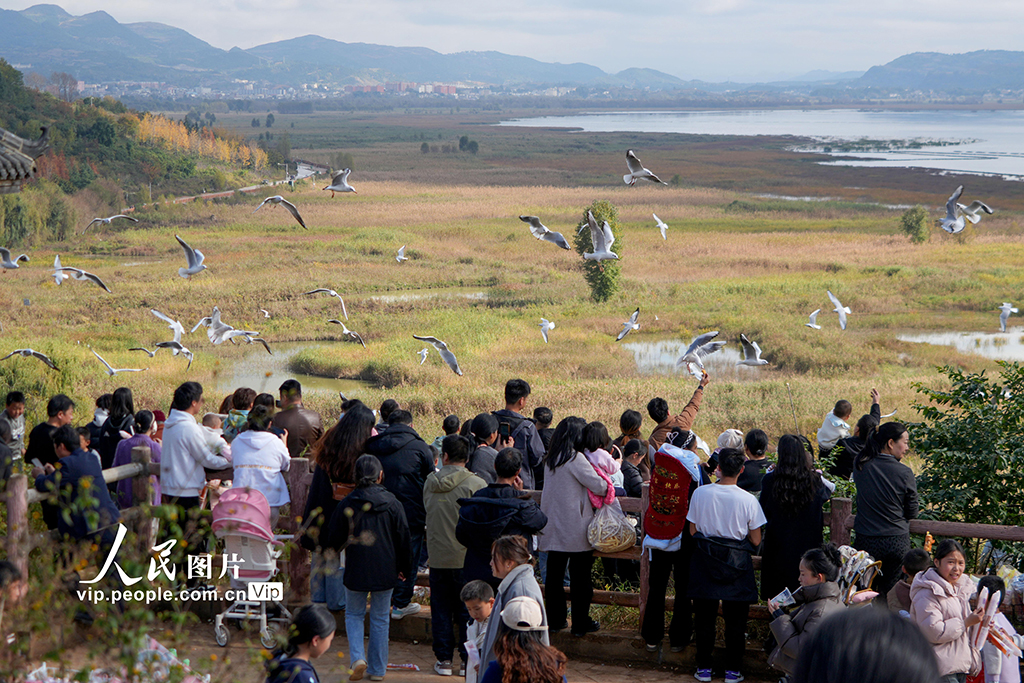 貴州威寧：大批紅嘴鷗飛抵草海國家級自然保護區