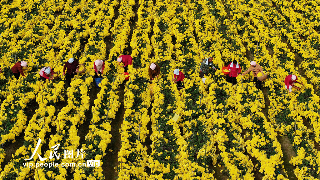 安徽阜南：采收金絲皇菊