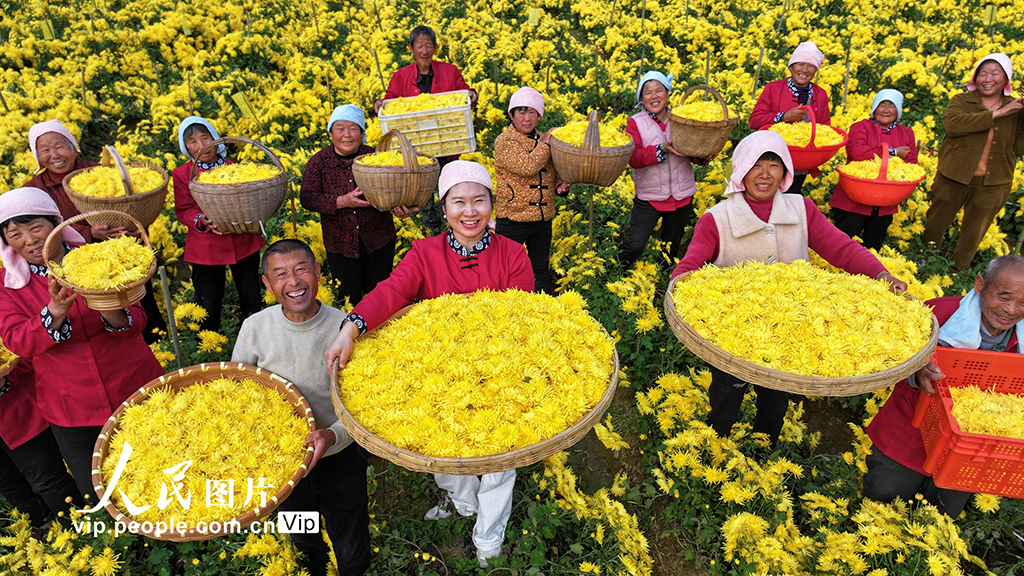 安徽阜南：采收金絲皇菊【2】