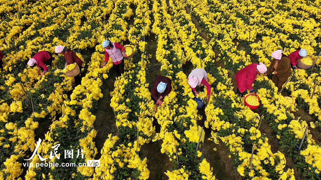 安徽阜南：采收金絲皇菊【3】