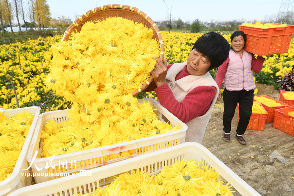 安徽阜南:采收金絲皇菊【5】