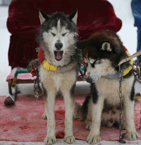 中國女攝影家協會“走進冰雪”攝影采風花絮