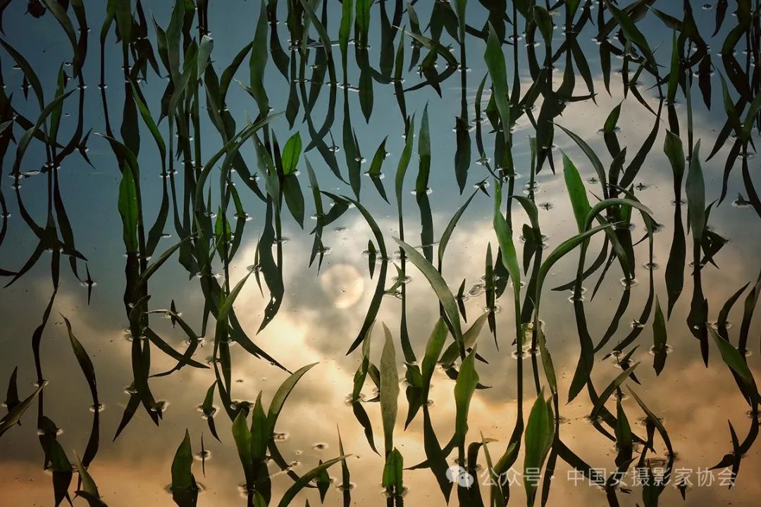 《映日》 胡宇波 攝