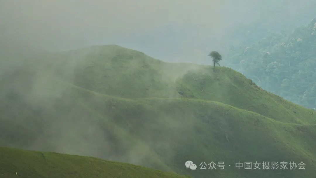 《武功山的樹》 陳婕 攝