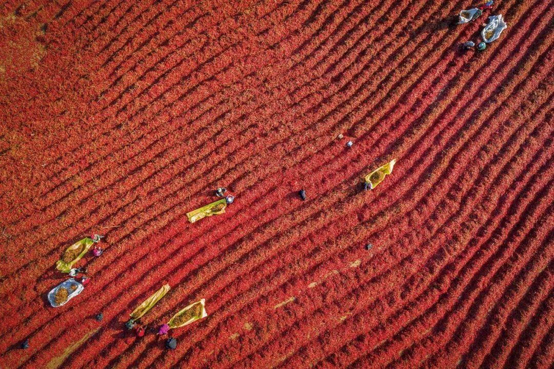 《火紅的生活》沙廣春