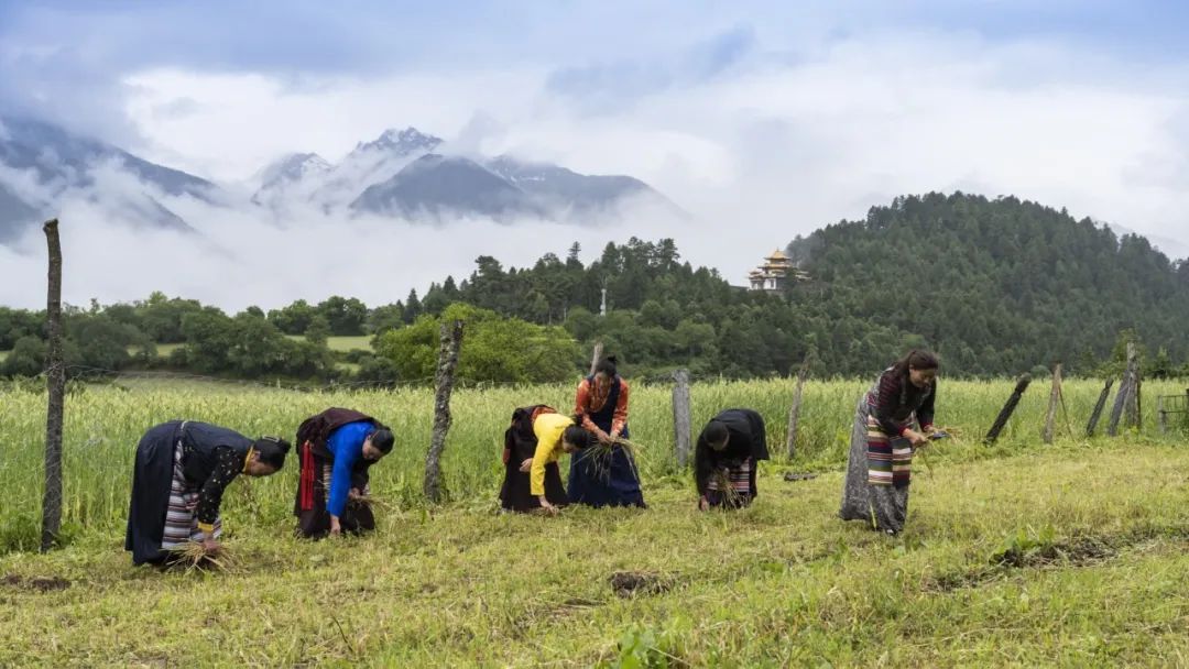 《顆粒歸倉》朱晉華