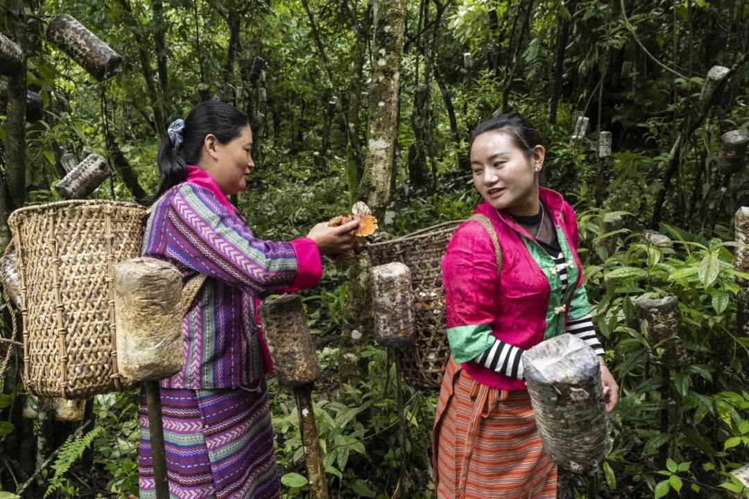 《致富有“仙草”》朱晉華