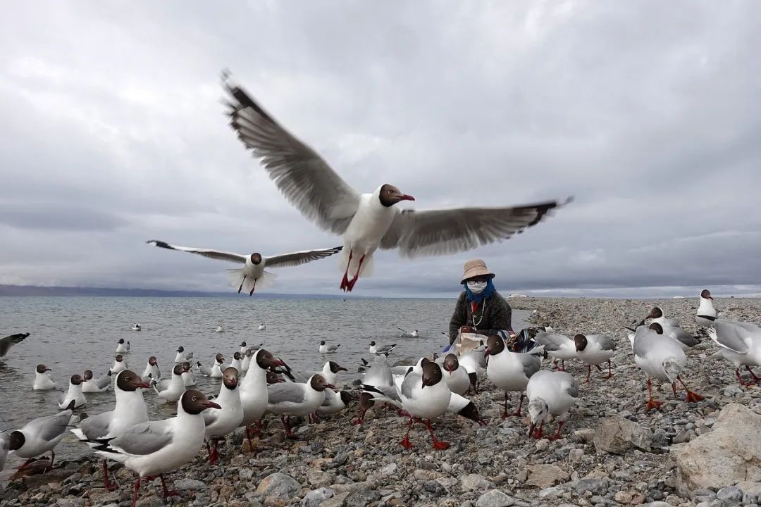 《納木措養鷗人》尹秀蓮