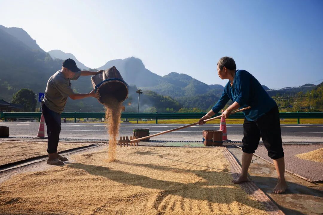 《新光曬谷時 歲月釀金黃》明利紅 攝