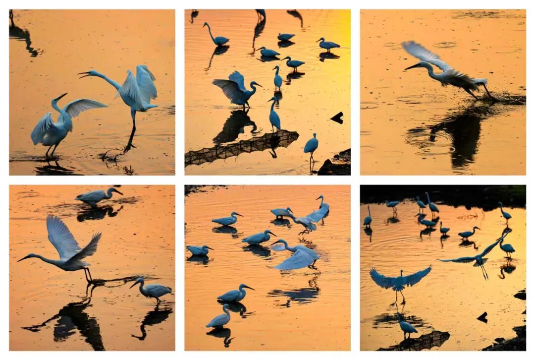 《晨光中的舞者》劉森月 攝