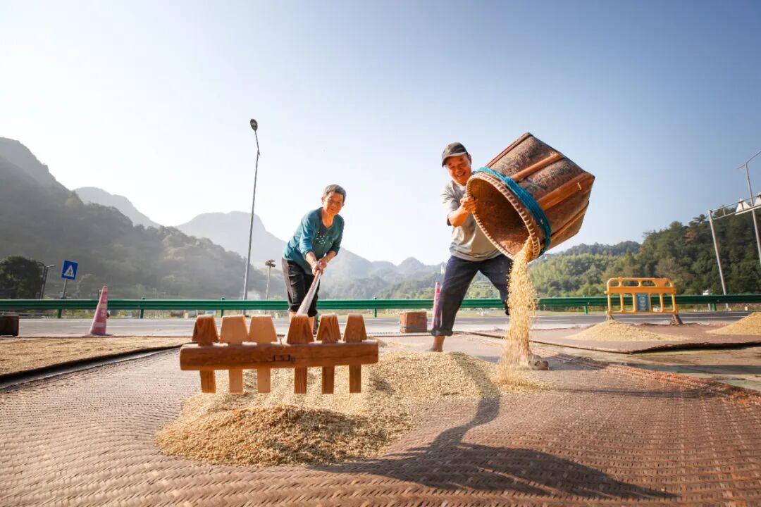 《曬谷》徐紅英 攝